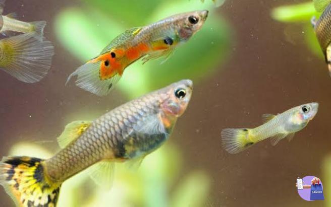 Mixed guppy