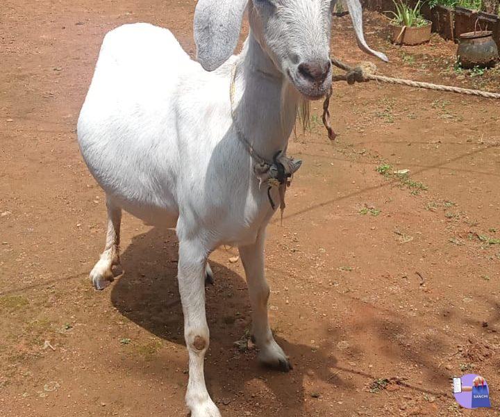 goat uzhavoor