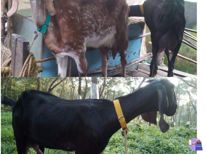 goats ramapuram,