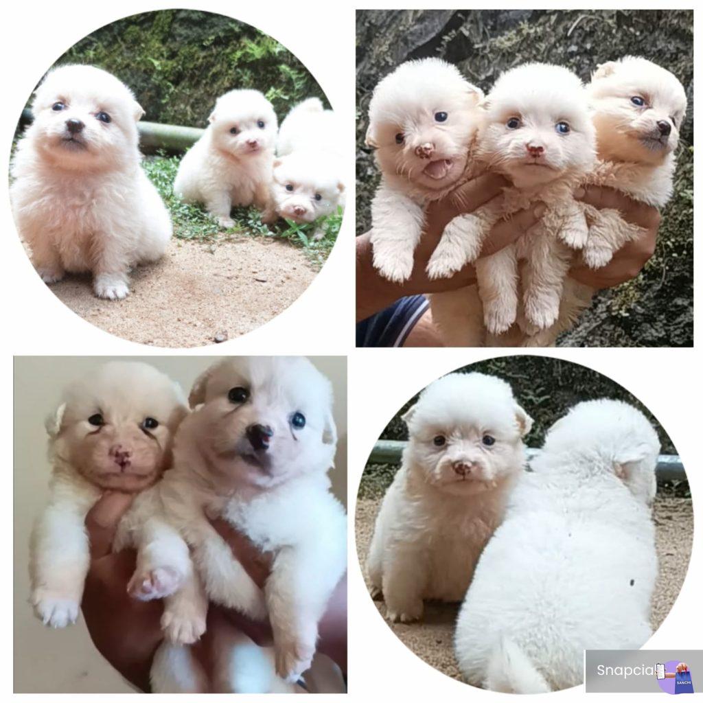 pom puppies available