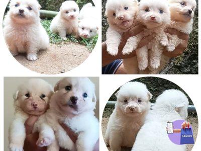 pom puppies available