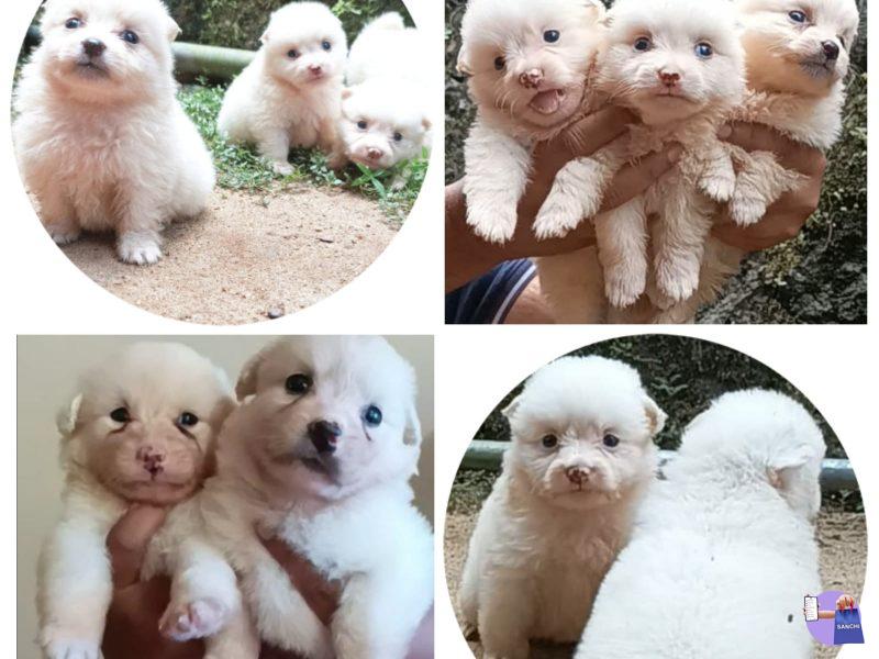 pom puppies available