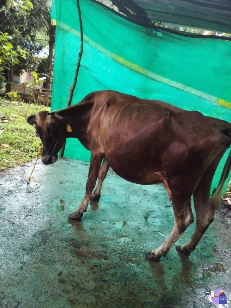 ജേഴ്‌സി ക്രോസ് പശു