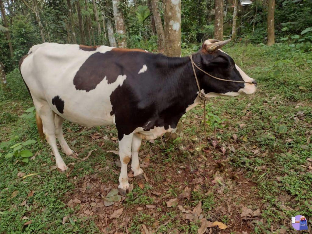 HF COW