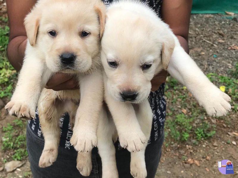 Labrador puppy’s