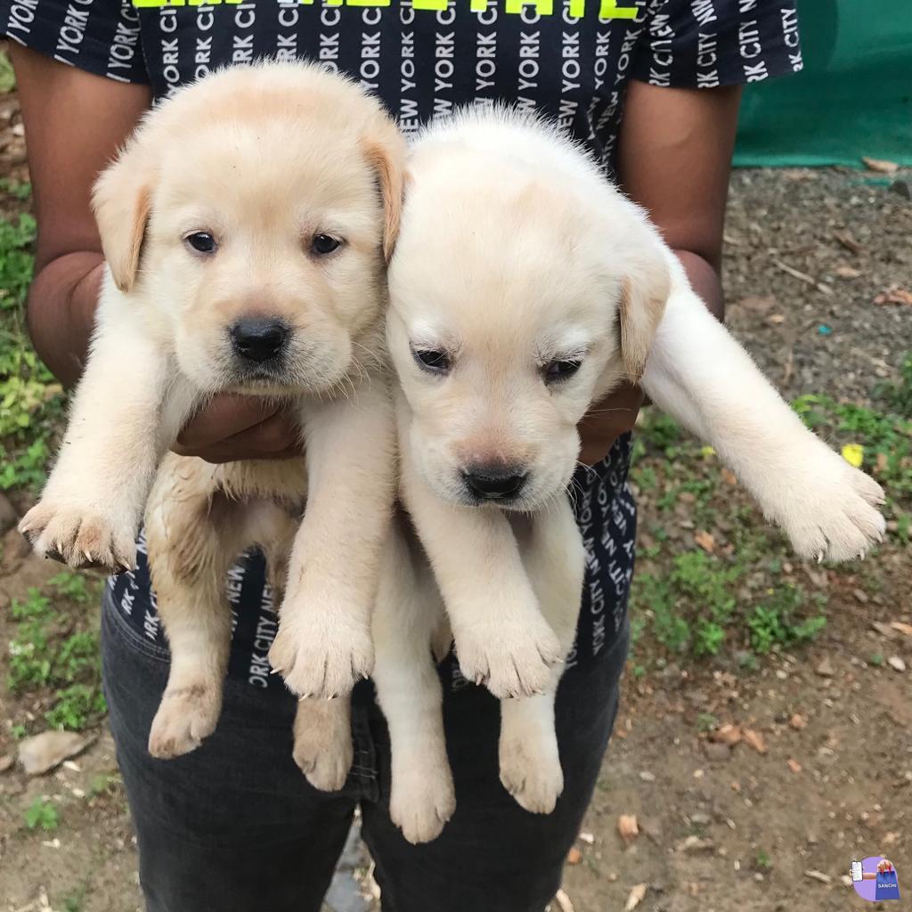 Labrador puppy’s