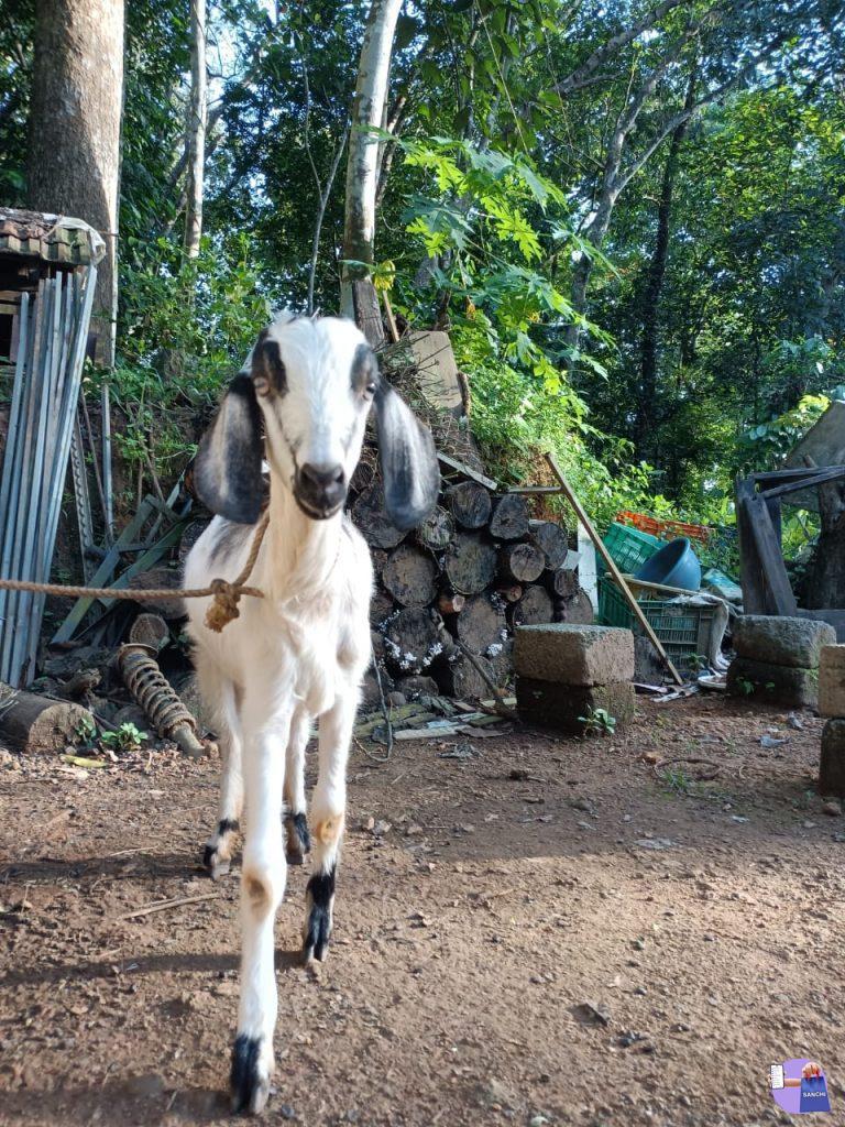 നാടൻ ആട്