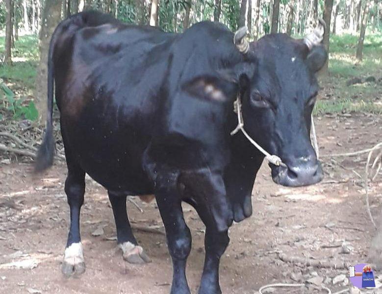 HF ജഴ്സി ക്രോസ് പശു