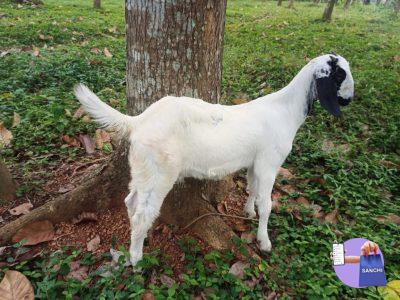 Malabari Female Goat