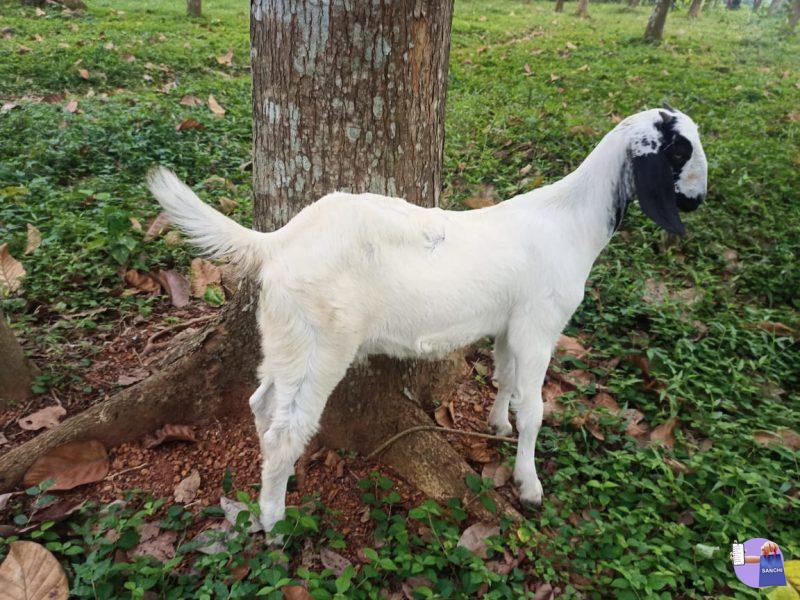 Malabari Female Goat