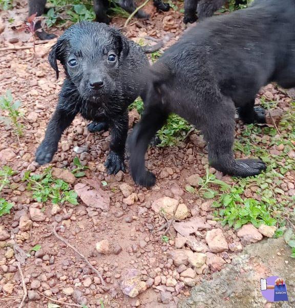 lab dogs