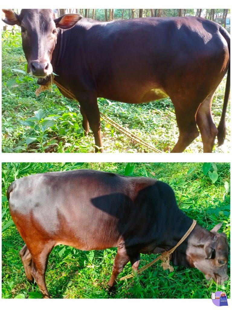 കാസർഗോട് കുള്ളൻ