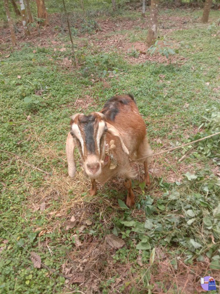 ബീറ്റൽ ക്രോസ്സ് ആട്