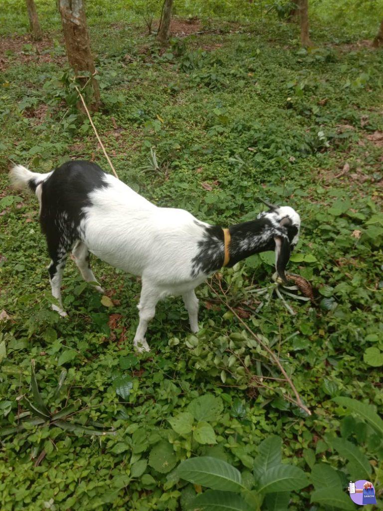 ബീറ്റൽ ക്രോസ്സ് ആട്