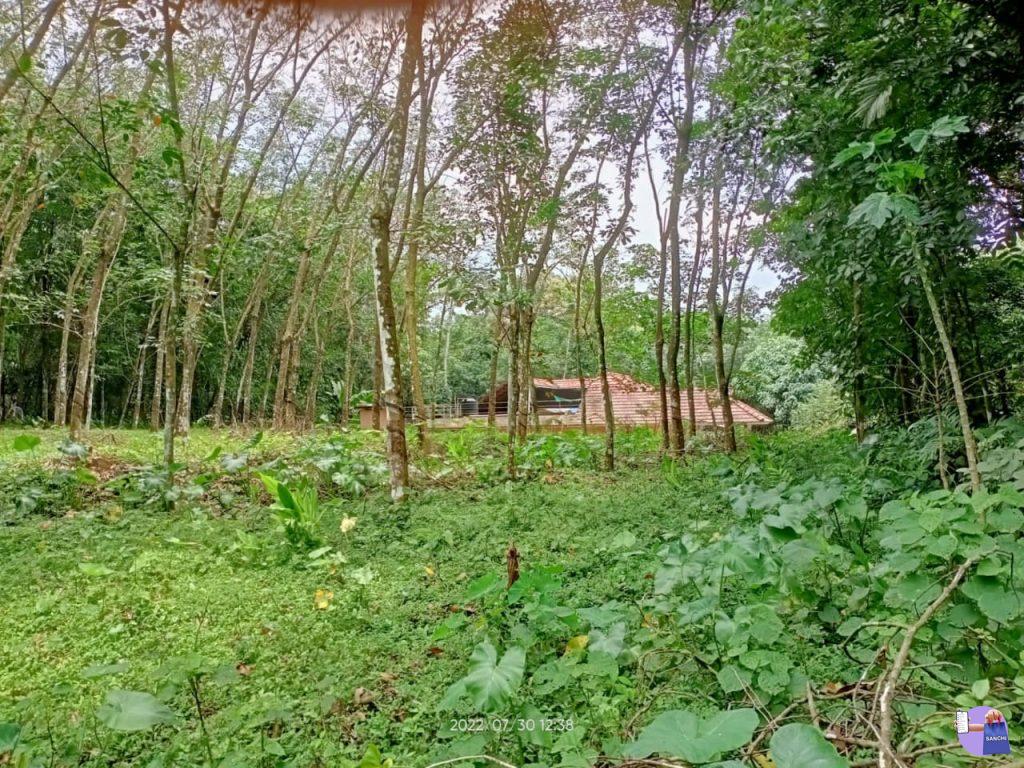 വെള്ളം, റോഡ് സൗകര്യവും എന്നിവയോടുകൂടി 35 സെൻ്റ് വസ്തു വിൽപ്പനക്ക്.