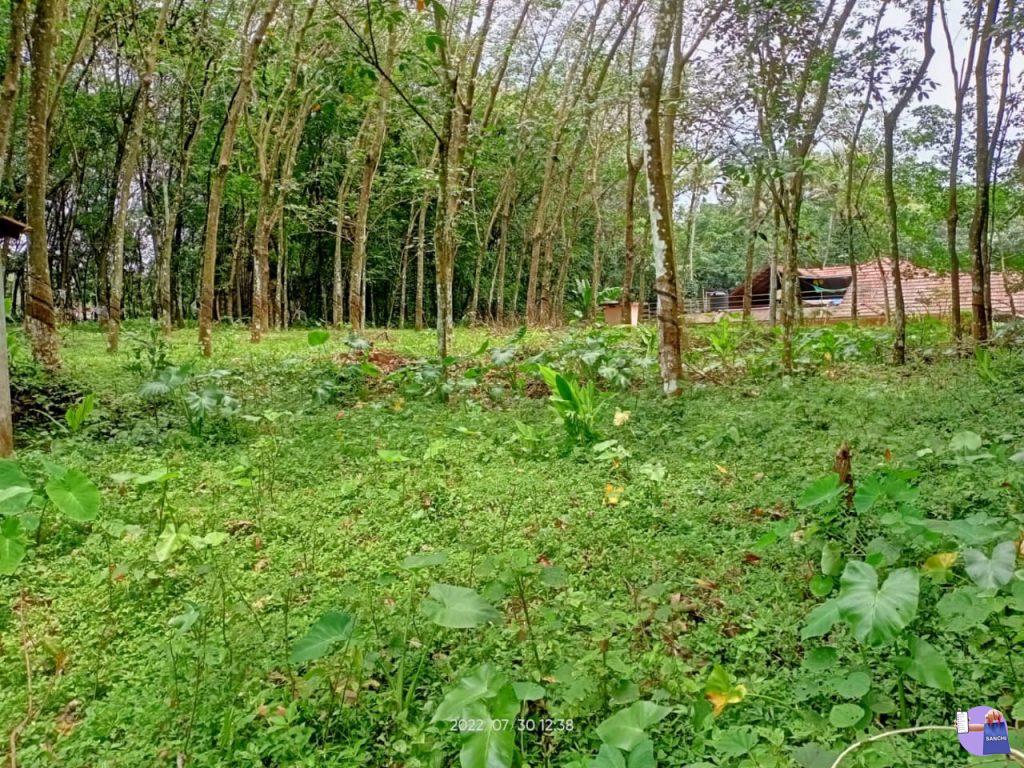 വെള്ളം, റോഡ് സൗകര്യവും എന്നിവയോടുകൂടി 35 സെൻ്റ് വസ്തു വിൽപ്പനക്ക്.