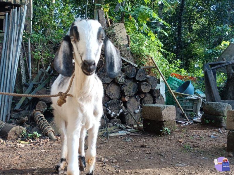 നാടൻ ആട്