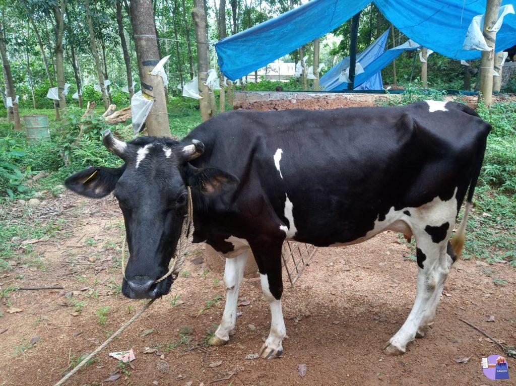 Hf cross കന്നി പശു