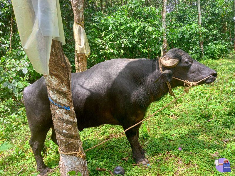 രണ്ടു പോത്തുകൾ