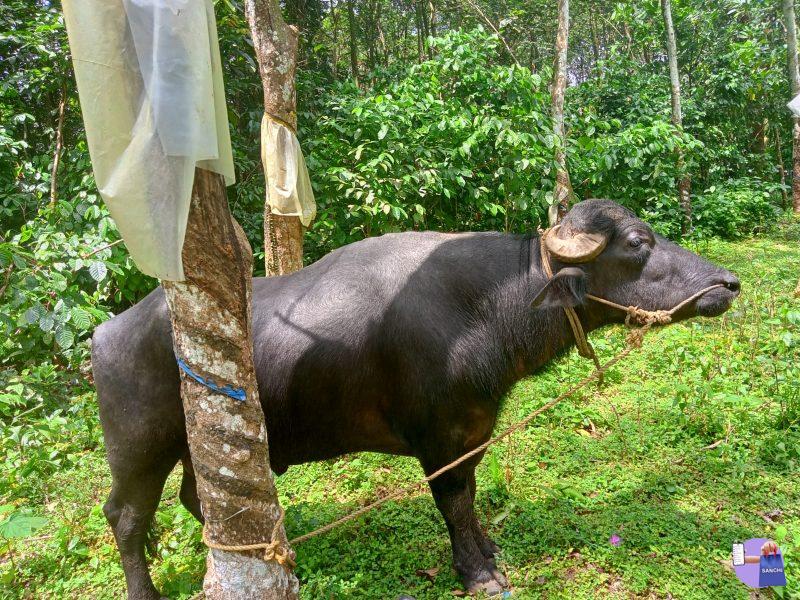 രണ്ടു പോത്തുകൾ