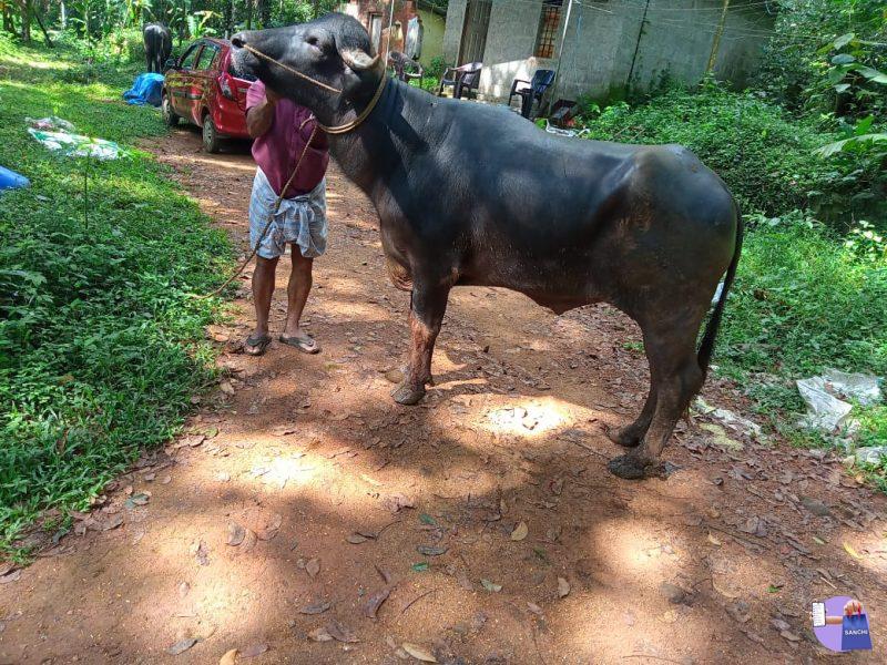 രണ്ടു പോത്തുകൾ