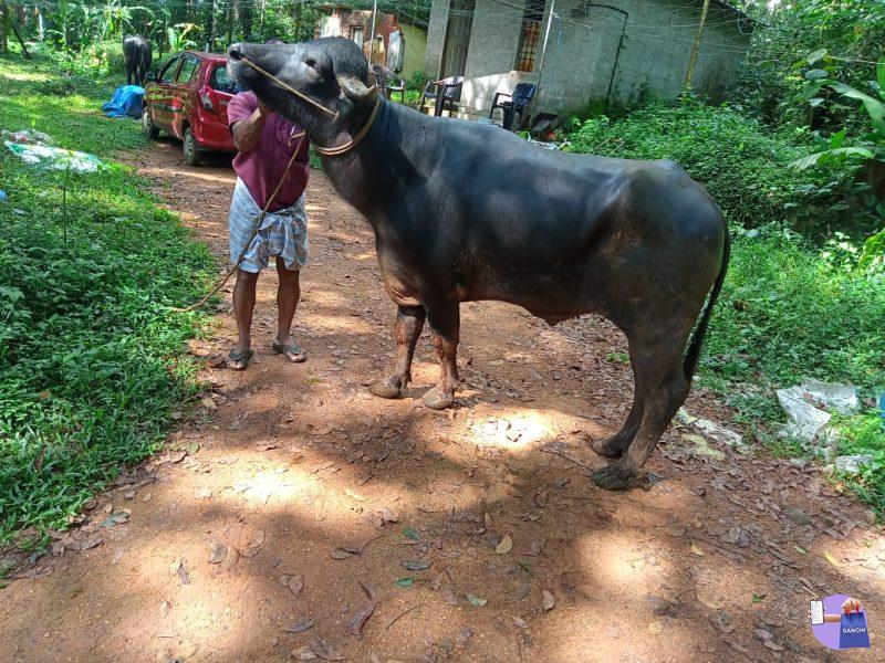 രണ്ടു പോത്തുകൾ