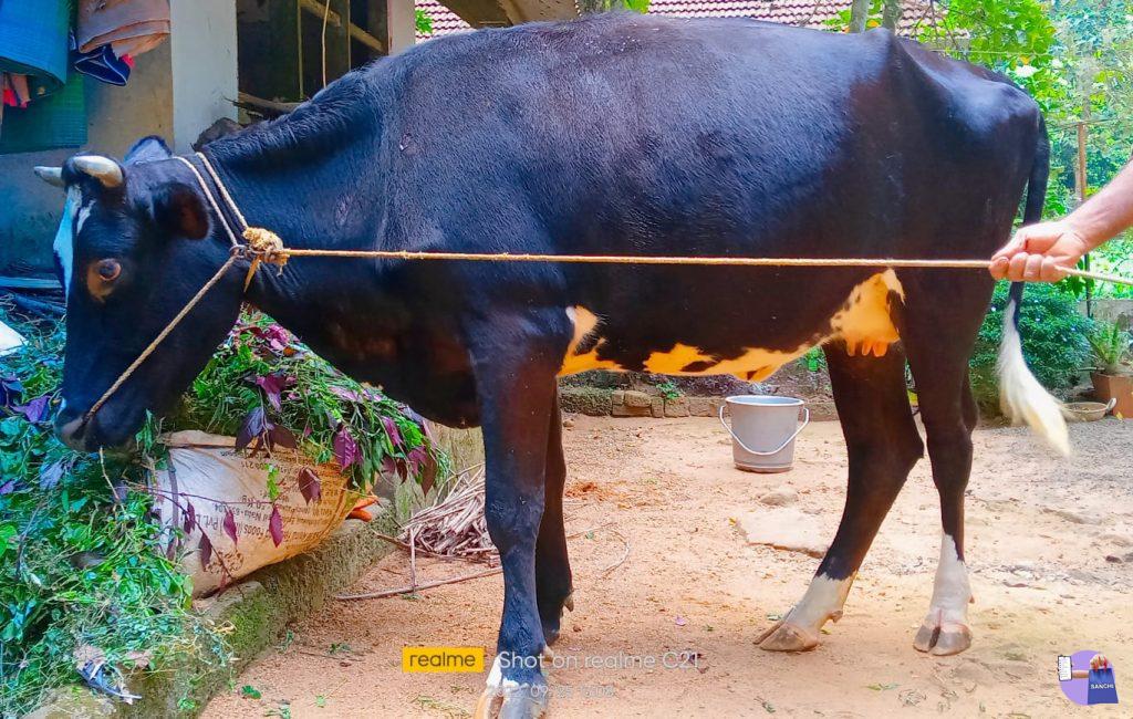cow for sale,marangattupalli