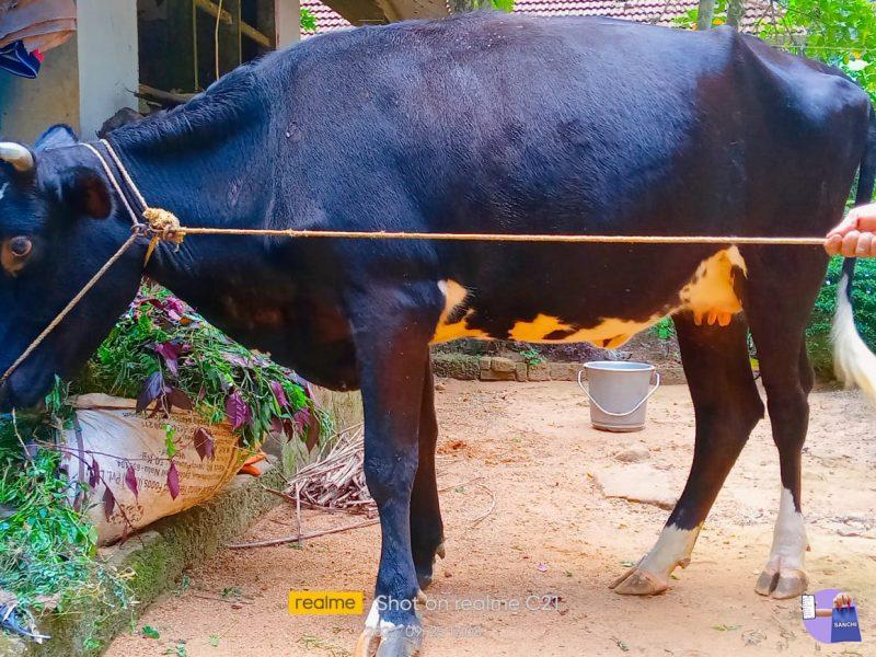 cow for sale,marangattupalli