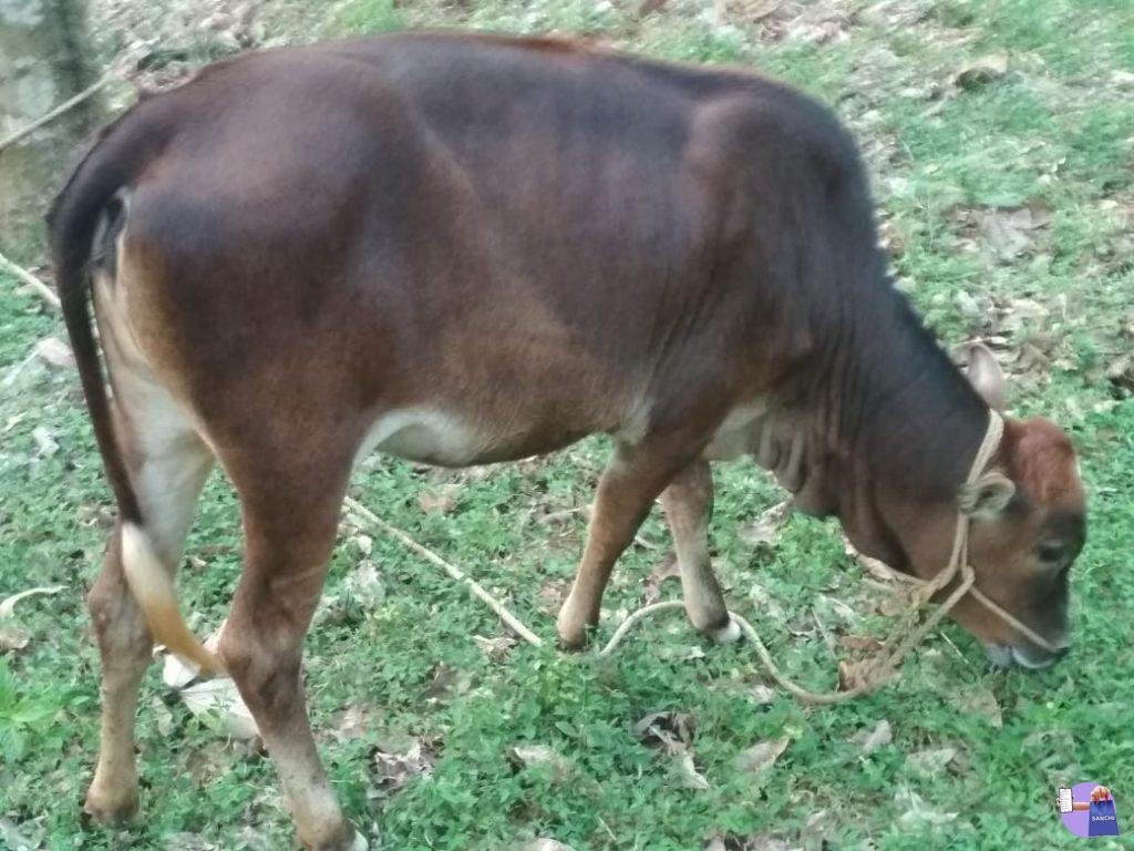 കാസർകോട് കുള്ളൻ കിടാവ്
