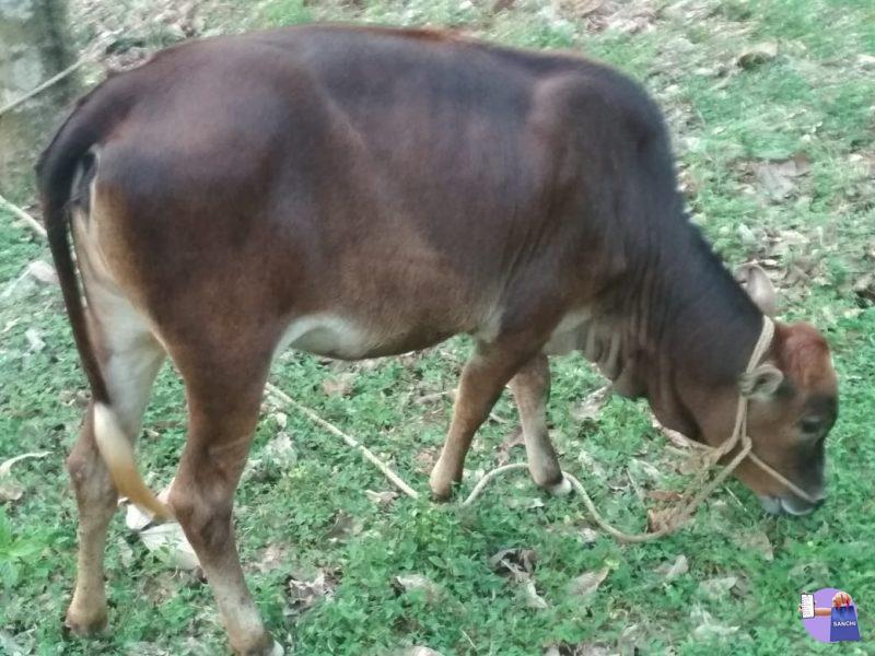 കാസർകോട് കുള്ളൻ കിടാവ്