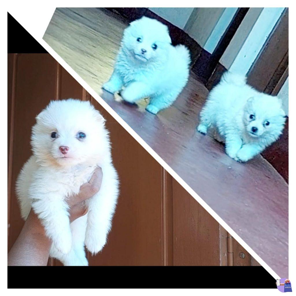  1 male puppy pom