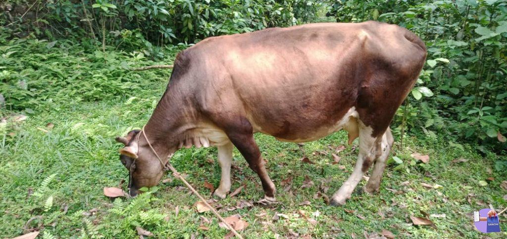 ഇടക്കറവ പശു