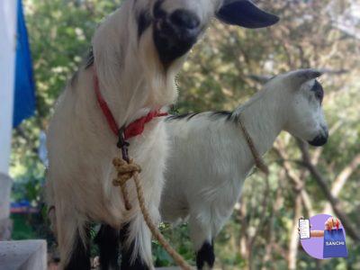 Pygme goat