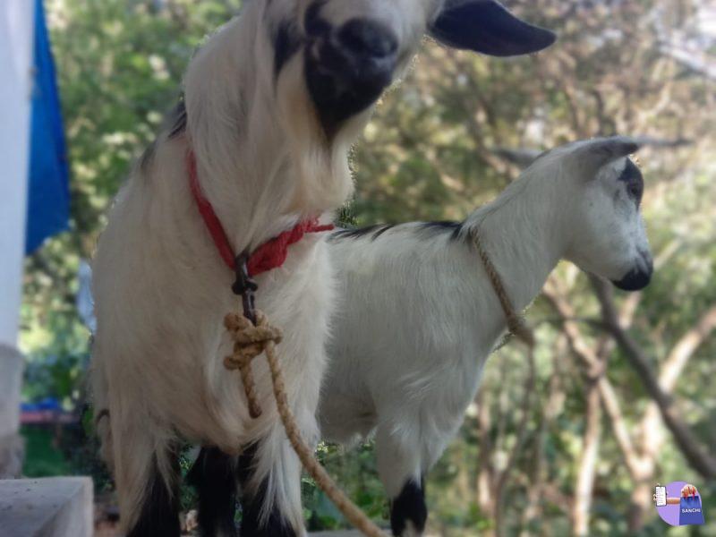 Pygme goat