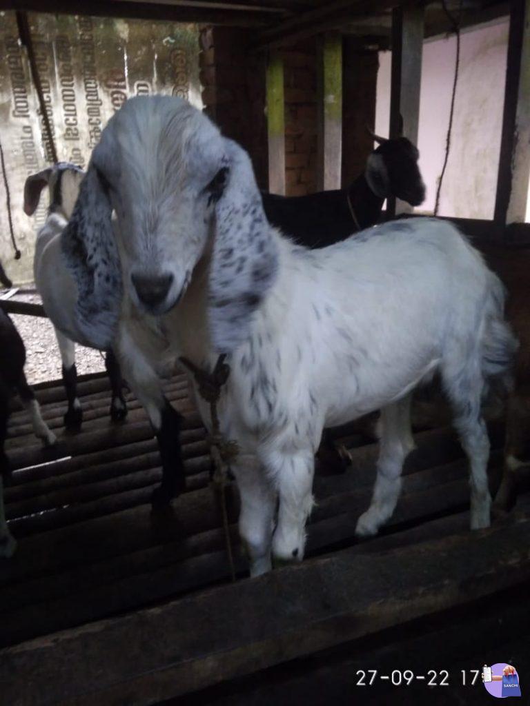 മുട്ടൻ ആട്