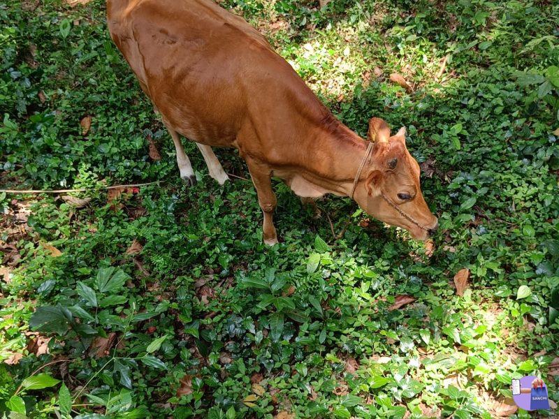 calf (18 മാസം പ്രായം)