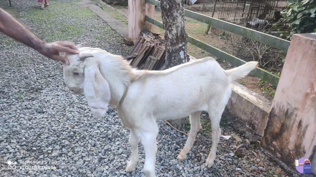 Cross breed മുട്ടൻ