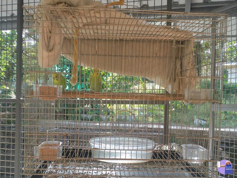 2 Love Birds and a Cage for sale