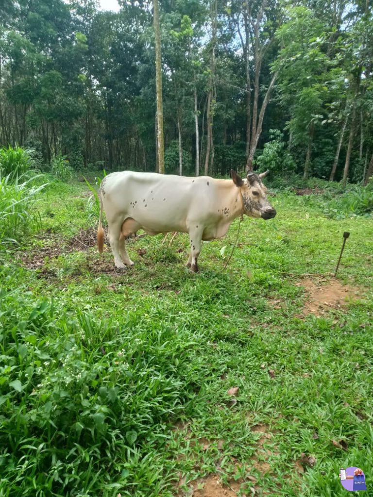 4 മാസം ചെനയുള്ള ഇടകറവ പശു