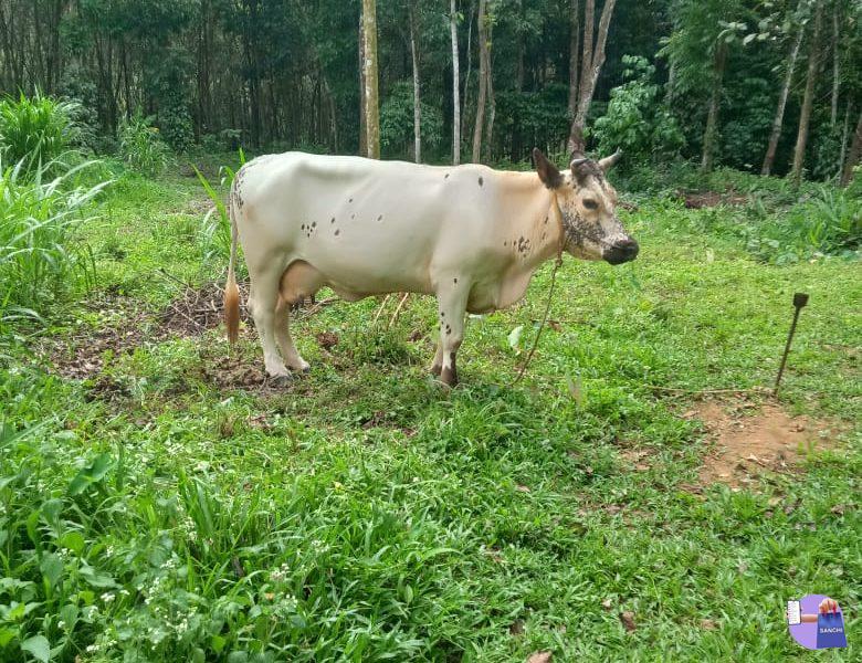 4 മാസം ചെനയുള്ള ഇടകറവ പശു