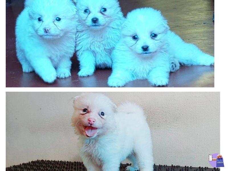 Pomeranian puppies