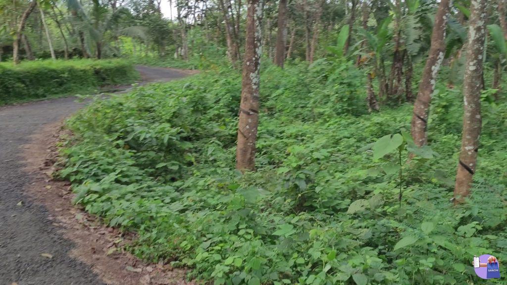 75 cent houseplot for sale -Marangatupalli