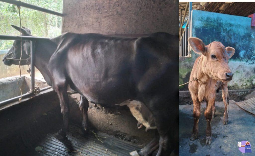 ഇളംകറവ പശു കിടാവ്