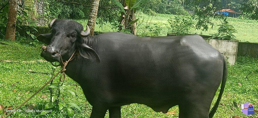 നാടൻ പോത്തുകൾ