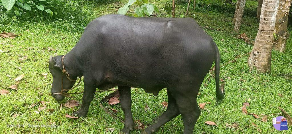 നാടൻ പോത്തുകൾ