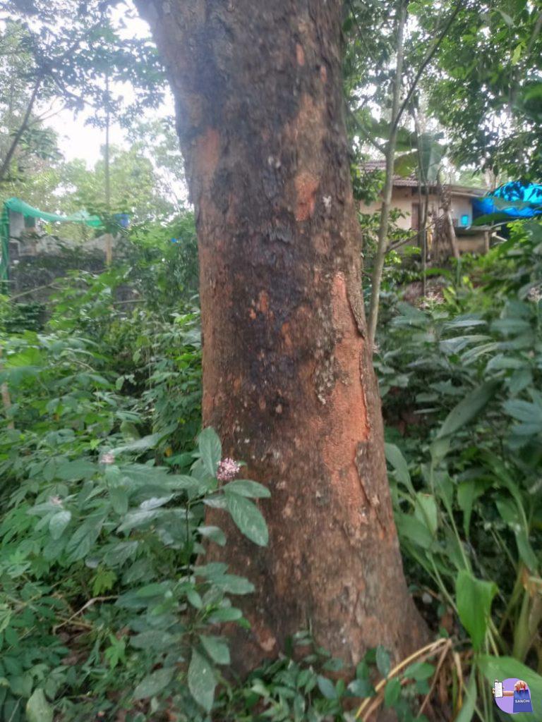 പ്ലാവുകൾ വില്പനക്ക്.