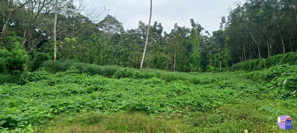 7 അര സെന്റ് സ്ഥലം വില്പനക്.(മരങ്ങാട്ടുപിള്ളി)