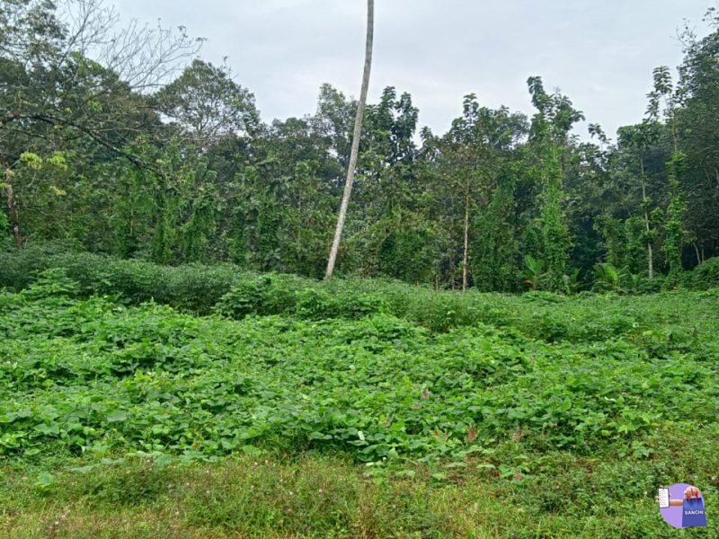 7 അര സെന്റ് സ്ഥലം വില്പനക്.(മരങ്ങാട്ടുപിള്ളി)