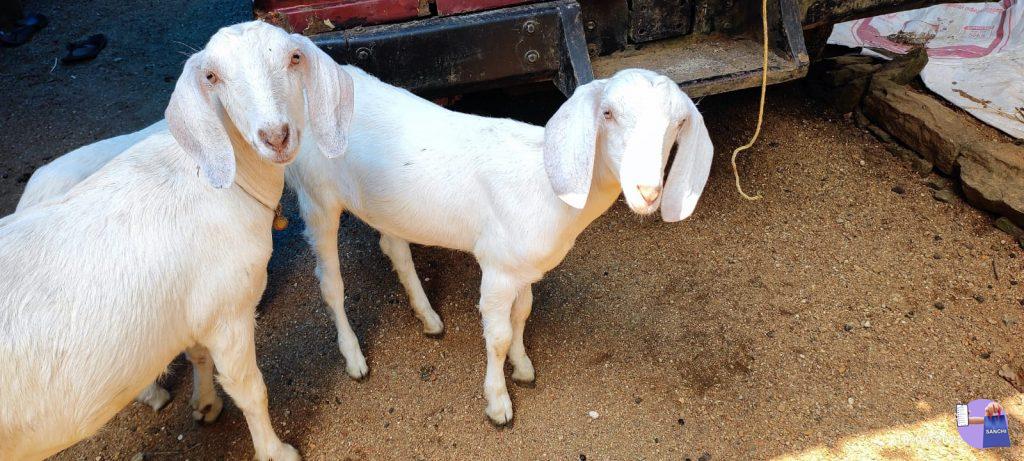 മലബാറി പെണ്ണ് ആട്ടിന്‍കുട്ടികള്