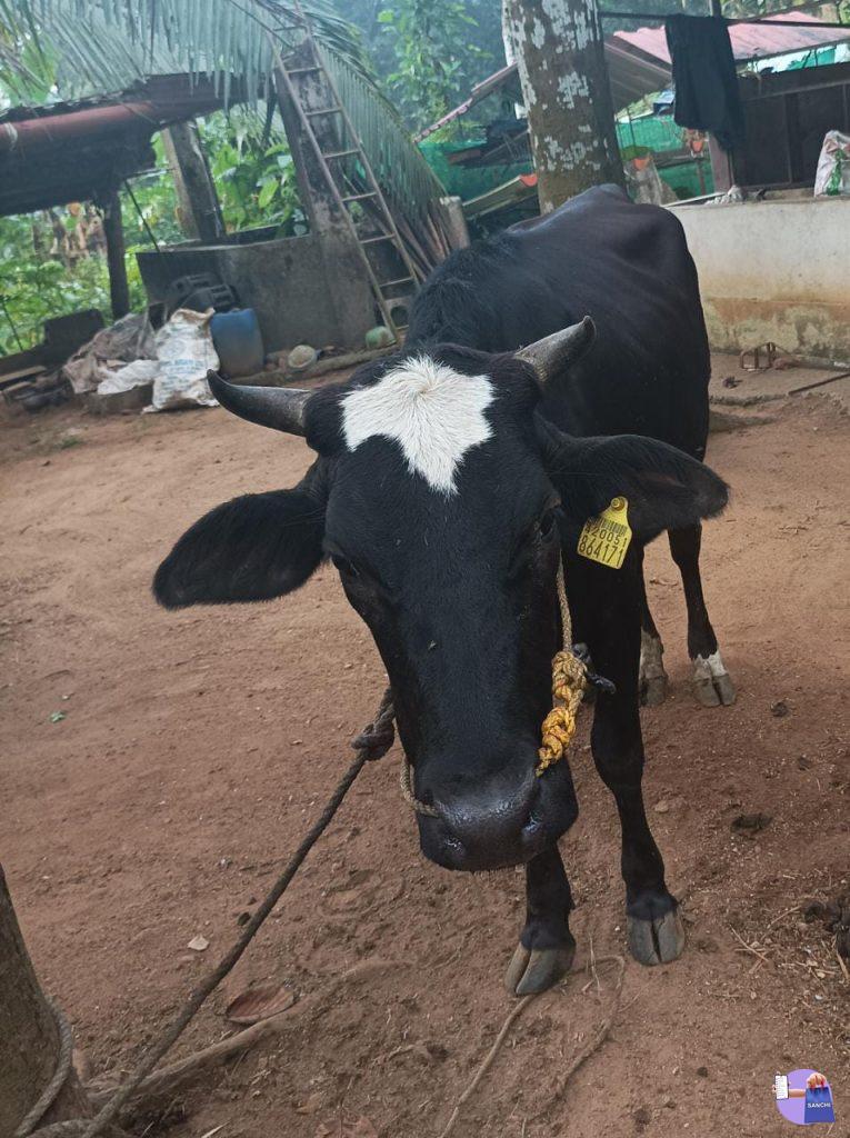 19 മാസം ആയ പശുകിടാവ്